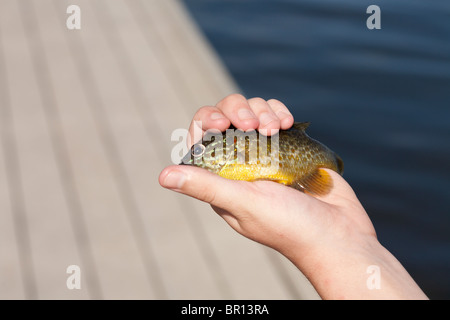 Una ragazza ha in mano un piccolo sunfish in mano prima di riportarlo nuovamente in acqua sotto il dock ha esercitato attività di pesca su. Foto Stock