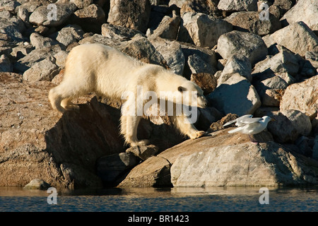 Orso polare (Ursus maritimus) camminando su grossi massi sulla riva del mare Foto Stock