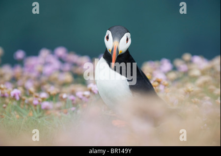 Atlantic Puffin (Fratercula arctica) in fiori selvatici, isole Saltee, Irlanda Foto Stock