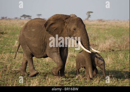 Elefante africano (Loxodonta africana africana), il Parco Nazionale del Serengeti, Tanzania Foto Stock
