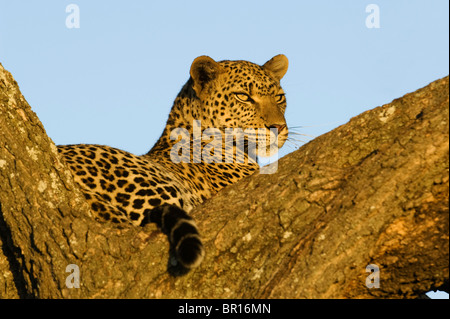 Leopard giacente in un albero (Panthera pardus), il Parco Nazionale del Serengeti, Tanzania Foto Stock