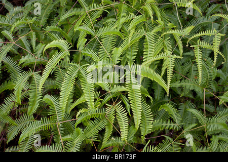 La felce Frenzy: un lussureggiante fern patch nella struttura ad albero di Lava membro Monumento. Intreccio di foglie di felce crea un telaio modello di riempimento. Foto Stock