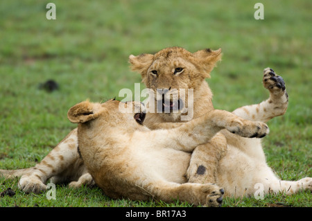 Lion cubs riproduzione (Panthero leo), il Parco Nazionale del Serengeti, Tanzania Foto Stock