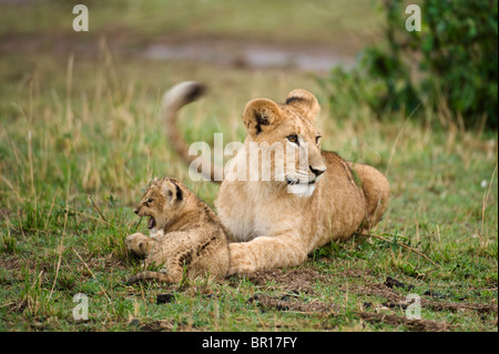 Con Lion cub (Panthero leo), il Parco Nazionale del Serengeti, Tanzania Foto Stock