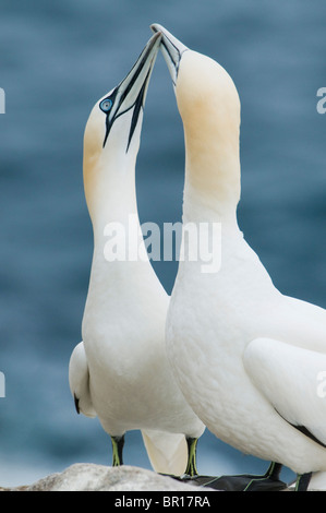 Northern Gannet (Sula bassana) corteggiamento 'danza', isole Saltee, County Wexford, Irlanda Foto Stock