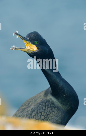 Marangone dal ciuffo o il Marangone dal ciuffo (phalacrocorax aristotelis) avviso chiamata, Isole Saltee, County Wexford, Irlanda Foto Stock