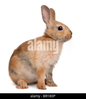 Ritratto di un Coniglio europeo, oryctolagus cuniculus, seduto di fronte a uno sfondo bianco Foto Stock