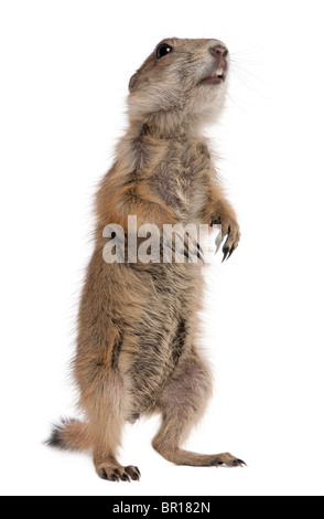 Nero-tailed cane della prateria, Cynomys ludovicianus, in piedi sulle zampe posteriori davanti a uno sfondo bianco Foto Stock