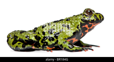 Sorridente Oriental Fire-panciuto, Toad Bombina orientalis, di fronte a uno sfondo bianco Foto Stock