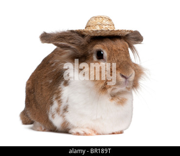 Ritratto di un Coniglio europeo indossando un cappello di paglia, oryctolagus cuniculus, seduto di fronte a uno sfondo bianco Foto Stock