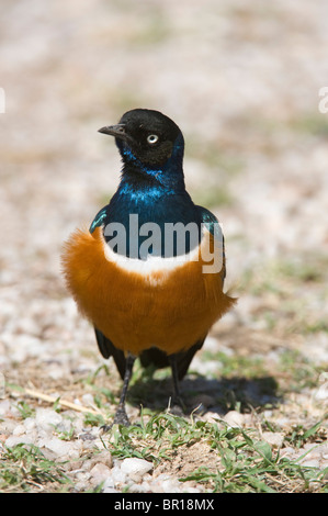 Superba starling (Lamprotornis superbus), il Parco Nazionale del Serengeti, Tanzania Foto Stock