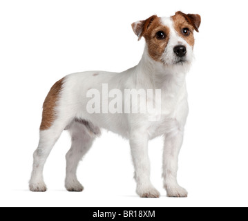 Jack Russell Terrier, quindici mesi di età, in piedi di fronte a uno sfondo bianco Foto Stock