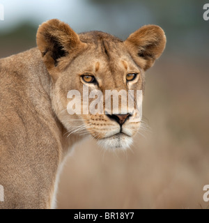 Close-up di Leonessa nel Serengeti, Tanzania Africa Foto Stock