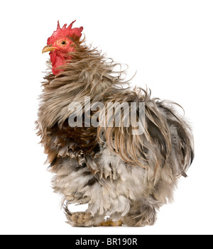 Curly Feathered Rooster Pekin, 1 anno di età, in piedi di fronte a uno sfondo bianco Foto Stock