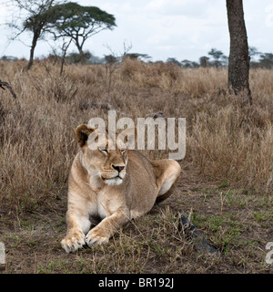 Leonessa giacente nella boccola del Serengeti, Tanzania Africa Foto Stock