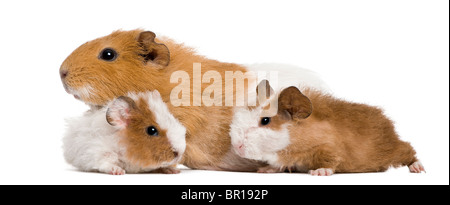 Famiglia di cavia davanti a uno sfondo bianco Foto Stock