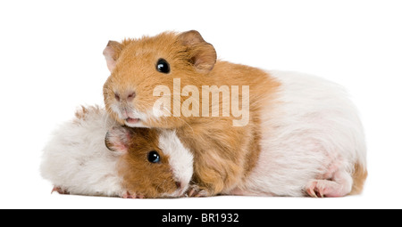 La cavia e il suo bambino di fronte a uno sfondo bianco Foto Stock