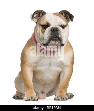 Bulldog inglese, 11 mesi, seduto di fronte a uno sfondo bianco Foto Stock