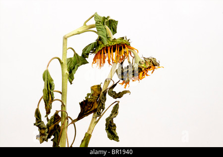 Girasoli appassiti. Foto Stock