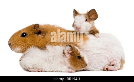 Famiglia di cavia davanti a uno sfondo bianco Foto Stock