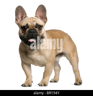 Bulldog francese cucciolo, 7 mesi di età, in piedi di fronte a uno sfondo bianco Foto Stock