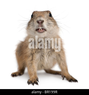 Nero-tailed cane della prateria, Cynomys ludovicianus, di fronte a uno sfondo bianco Foto Stock