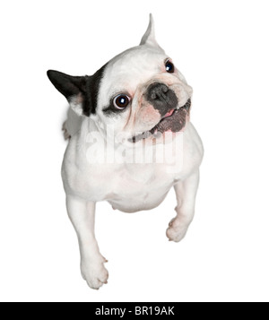 Bulldog francese in piedi sulle zampe posteriori davanti a uno sfondo bianco Foto Stock