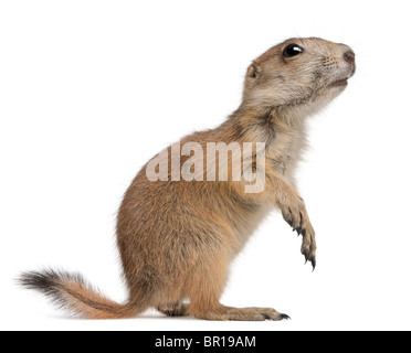 Nero-tailed cane della prateria, Cynomys ludovicianus, in piedi di fronte a uno sfondo bianco Foto Stock