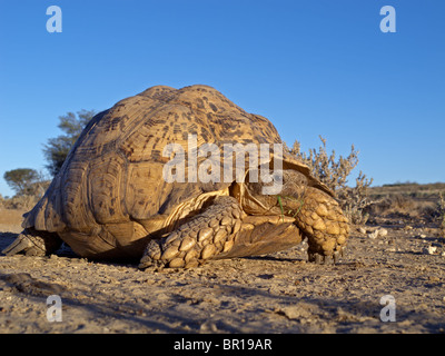 La montagna o leopard (tartaruga Geochelone pardalis), Kgalagadi Parco transfrontaliero, Sud Africa Foto Stock