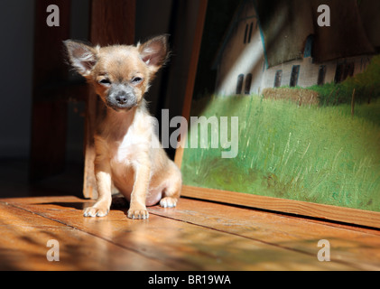 Carino chihuahua cucciolo seduto sul pavimento in legno nella parte anteriore di una pittura di olio guardando nella telecamera Foto Stock