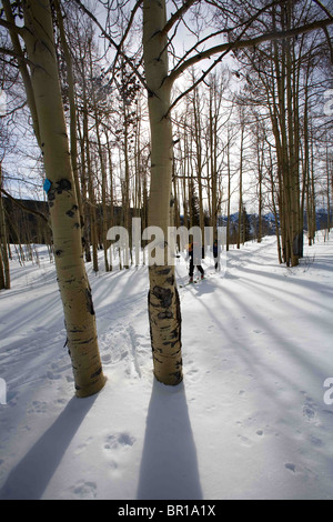 Sci Backcountry alla capanna McNamara, Aspen, Colorado. Foto Stock