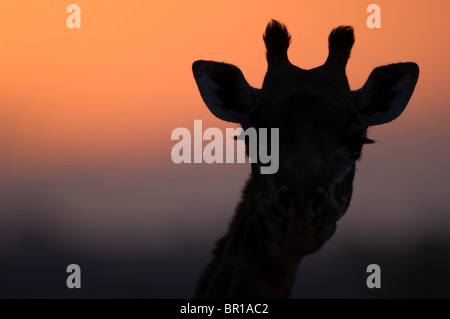 Maasai giraffe (Giraffa camelopardalis tippelskirchi), il Parco Nazionale di Tarangire e, Tanzania Foto Stock
