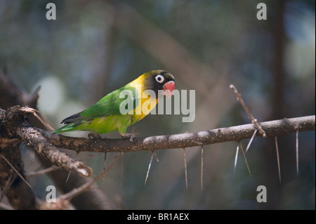 Giallo-collare (lovebird Agapornis personatus), il Parco Nazionale di Tarangire e, Tanzania Foto Stock