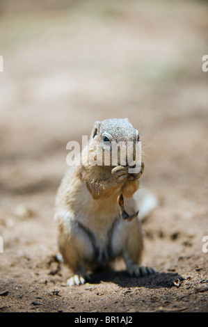 Forma non striata scoiattolo di terra, Xerus rutilus, Parco Nazionale di Tarangire e, Tanzania Foto Stock