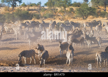 La Burchell Zebra (Equus burchelli) - zebra mandria di bere nel deserto - Maggio, Makgadikgadi pentole, Botswana, Sud Africa Foto Stock