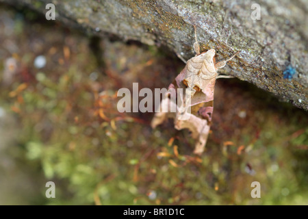 Sfumature di angolo (phlogophora meticulosa) Moth in appoggio su pietra Foto Stock