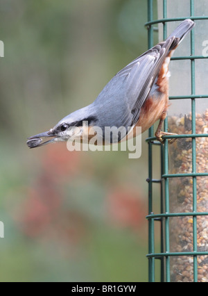 Picchio muratore (sitta europaea) su un bird feeder nel Cheshire, UK. Foto Stock