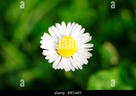 Close up di Daisy Foto Stock