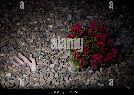 Dita che appaiono al di fuori del terreno con piccolo rosso bush. Foto Stock