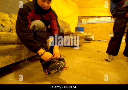 Arrampicata su ghiaccio su sili di fattoria in Iowa Foto Stock