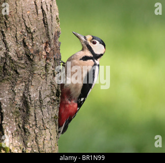 Picchio rosso maggiore alla ricerca di insetti sul tronco di un albero nel Cheshire, UK. Foto Stock