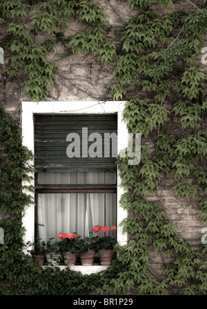 Vasi di fiori nella finestra circondata da edera rampicante sul muro di mattoni a Venezia. Foto Stock