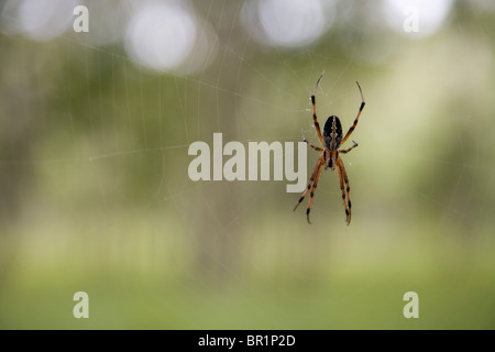 La zig-zag spider, un araneid (neoscona cooksoni) , negli altopiani dell'isola di Santiago, dove Charles Darwin accampati per nove d Foto Stock