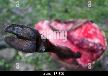 Gamba di un animale macellato in un cestello Foto Stock