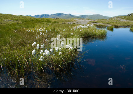 Erba di cotone da una piscina sul luogo cadde, vicino Patterdale, Lake District, Cumbria, England, Regno Unito Foto Stock