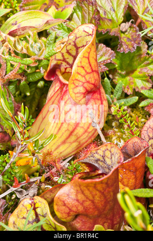 Viola pianta brocca, Sarracenia purpurea purpurea, Avalon Penisola, Terranova e Labrador, Canada Foto Stock