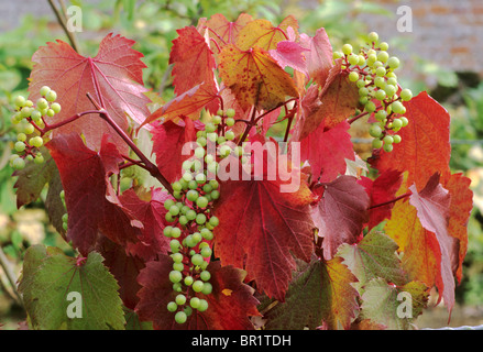 Vitis vinifera 'Spetchley rosso' uva Uva vitigni di Vite rossa foglie di autunno lascia il colore Foto Stock