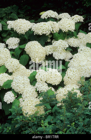 Hydrangea arborescens " Annabelle' fiore bianco fiori del giardino di piante vegetali ortensie Foto Stock