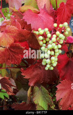 Vitis vinifera 'Spetchley rosso' uva Uva vitigni vitigno rosso Colore di autunno foglie autunnali foglie Foto Stock