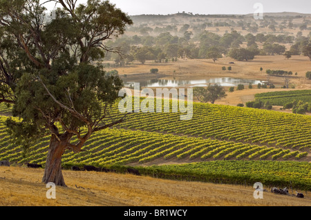 In Australia, in Sud Australia, la Barossa Valley, Marananga. Mountadam cantina Vigna su Alta Eden strada vicino a Eden Valley. Foto Stock